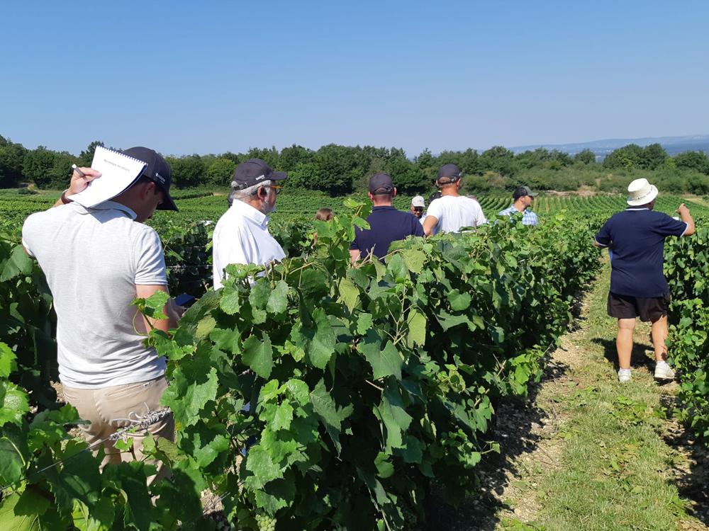 Visite essais vigne Bourgogne 2022